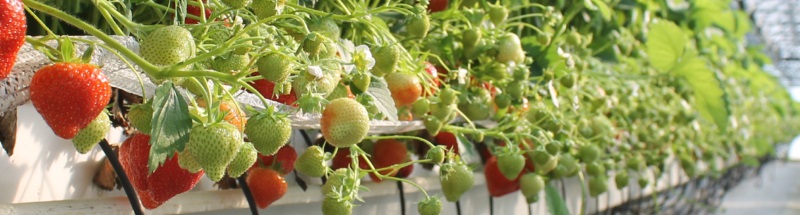 Banneri Carousel Kuva