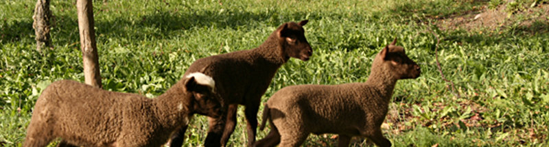 Banneri Carousel Kuva