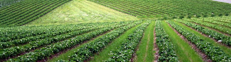 Banneri Carousel Kuva